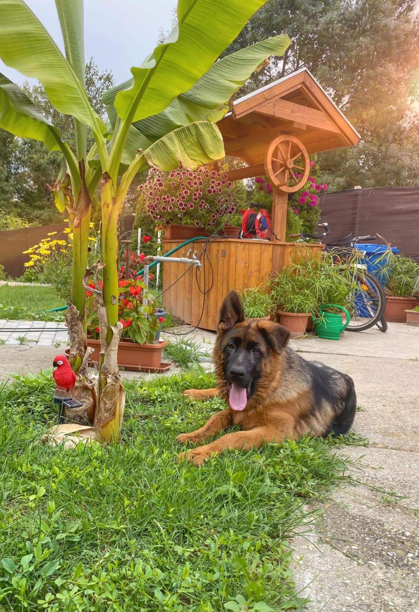 Arany Vendeghaz Szarvas Exterior foto