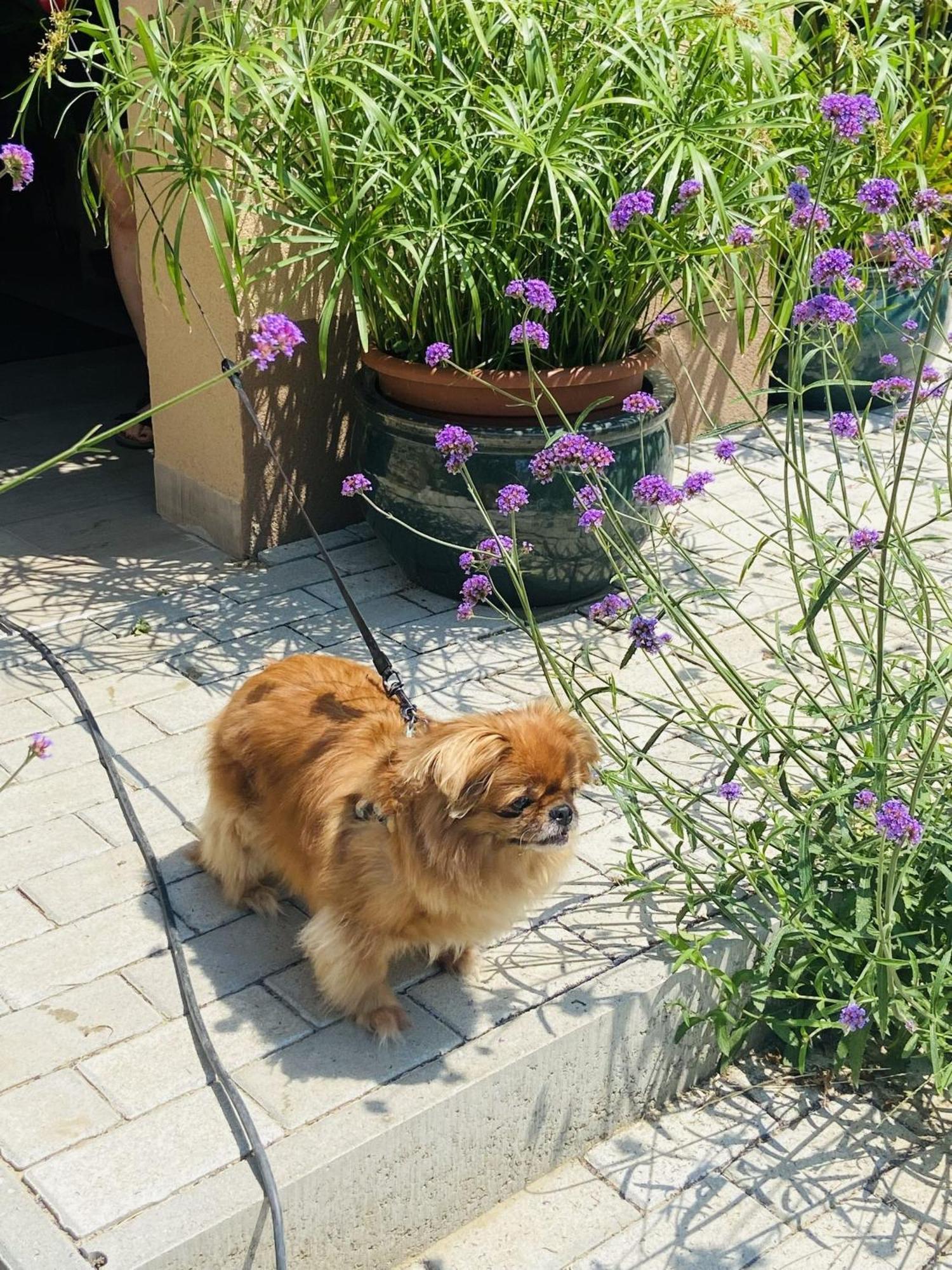 Arany Vendeghaz Szarvas Exterior foto